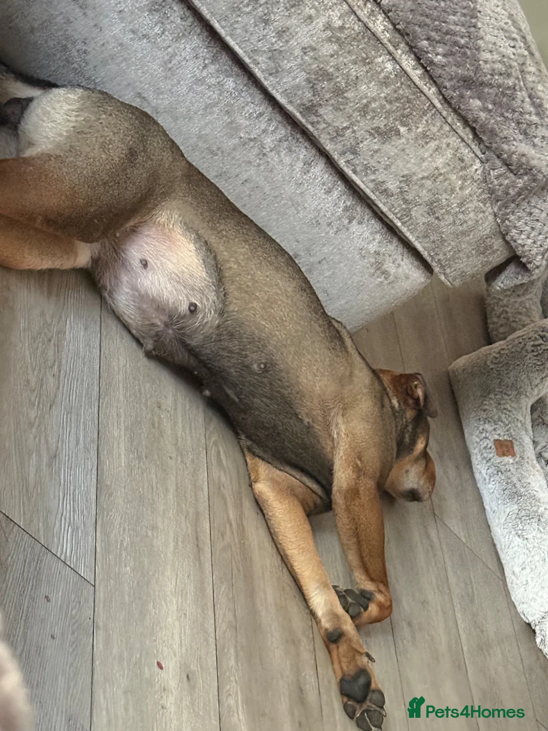 Shar Pei dogs for stud: Bear coat shar pei in Rainham - Advert 2