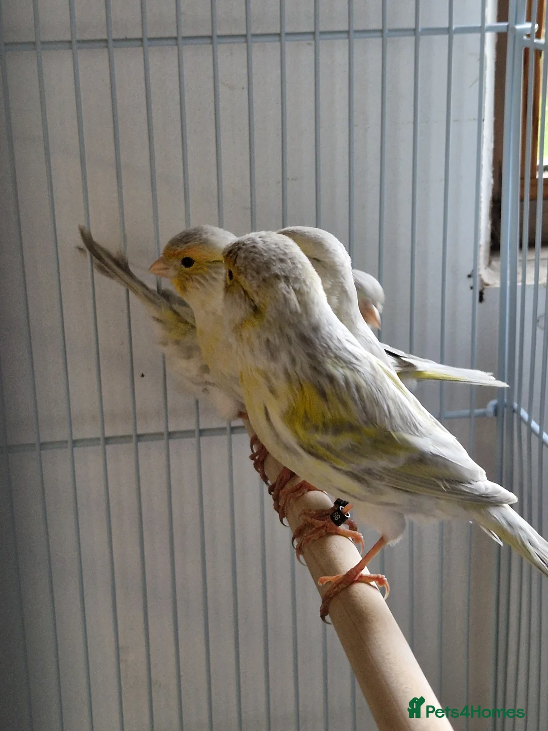 Canaries birds for sale: Fife + Opal Agage + Lizard Canaries - Advert 15