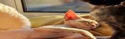 Devon Rex cats for sale: Beautiful active Red Devon Rex  in London - Advert 3