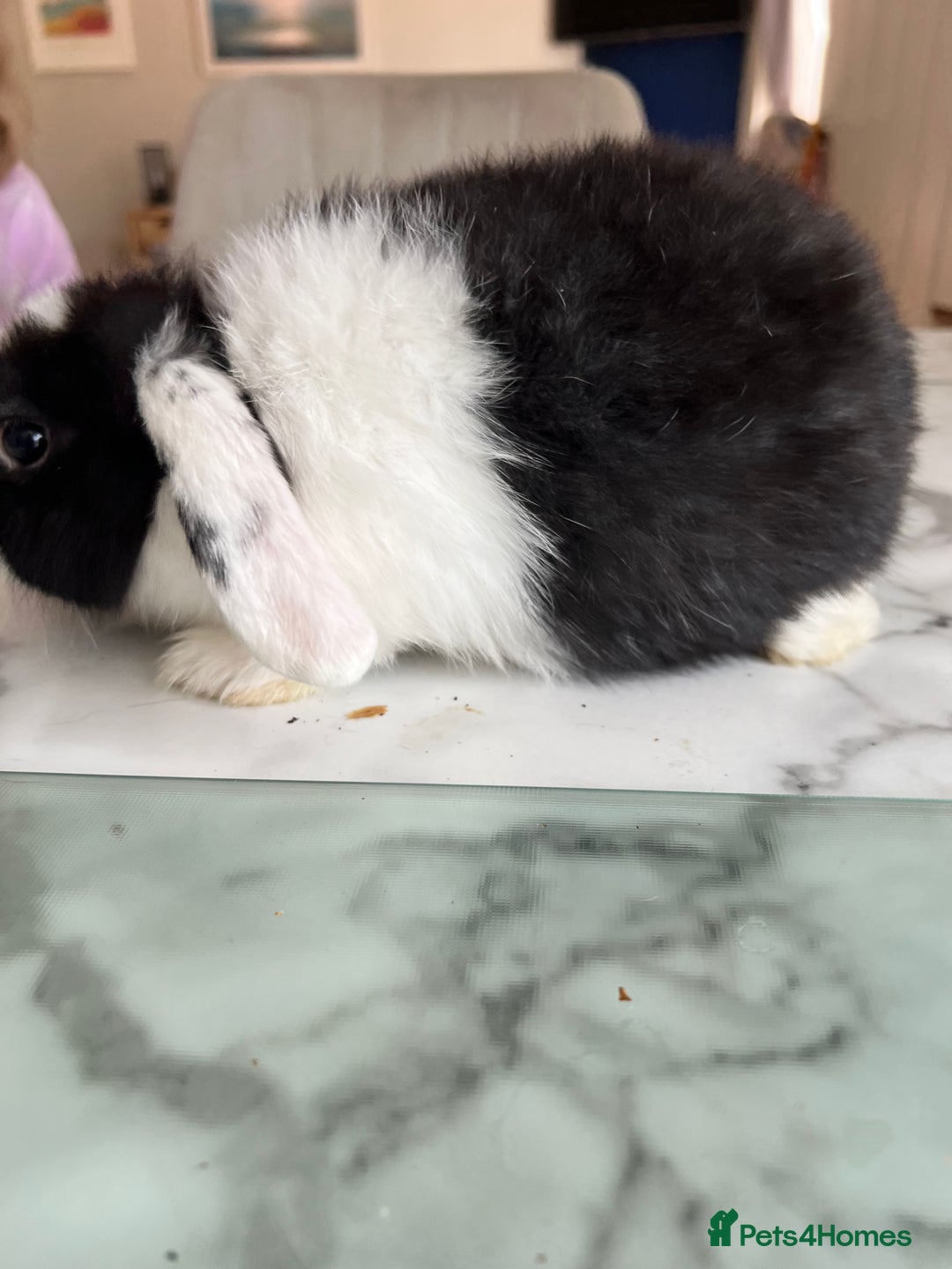 Mini Lop rabbits for sale: Beautiful mini lop rabbits - Image 14