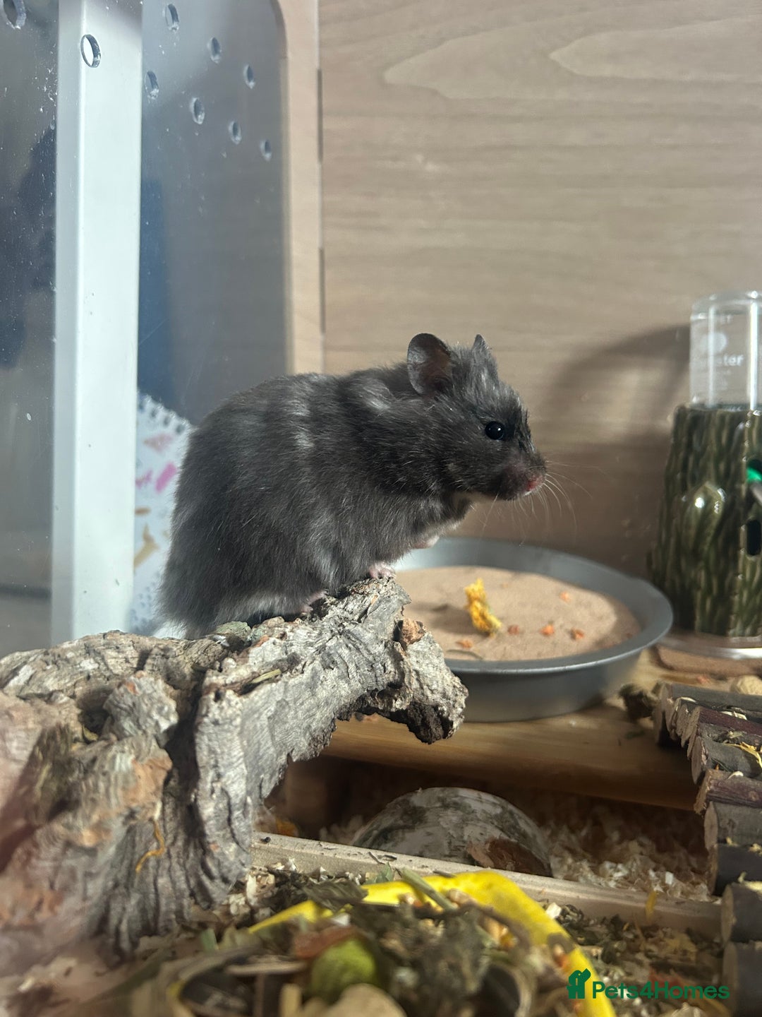 Hamster rodents for sale: Female Syrian hamster  - Image 2