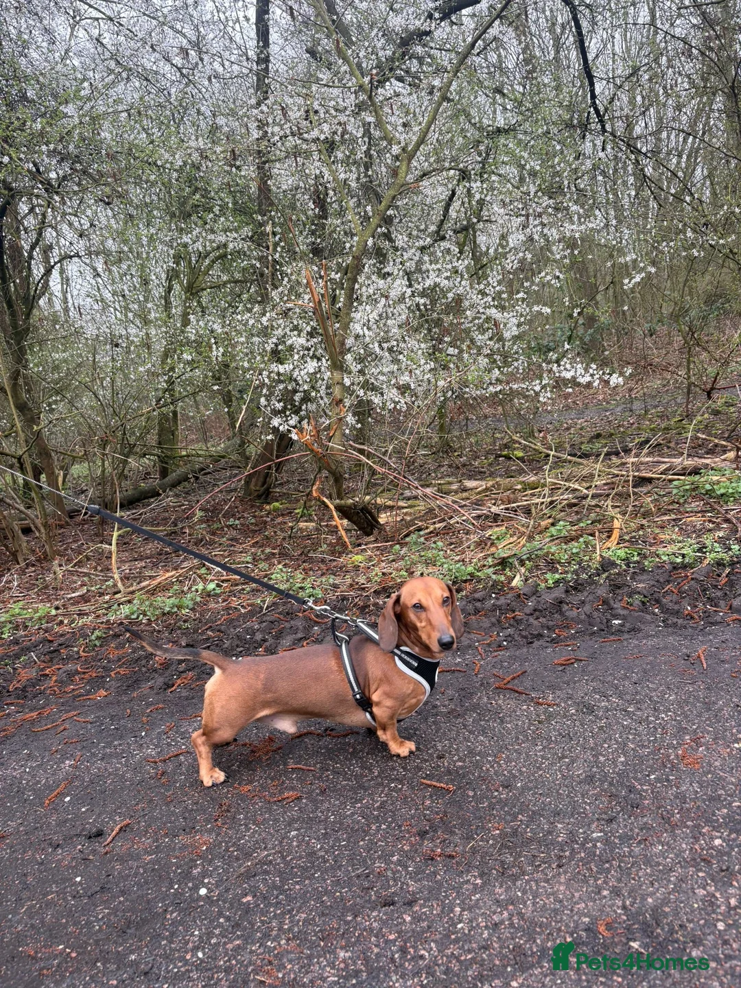 Dachshund dogs for stud: Miss s pike - Advert 1
