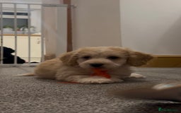 Mixed Breed dogs for sale: Blondie 🎀 - Advert 3