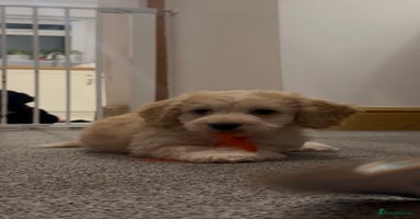 Mixed Breed dogs Blondie 🎀 - Advert 5