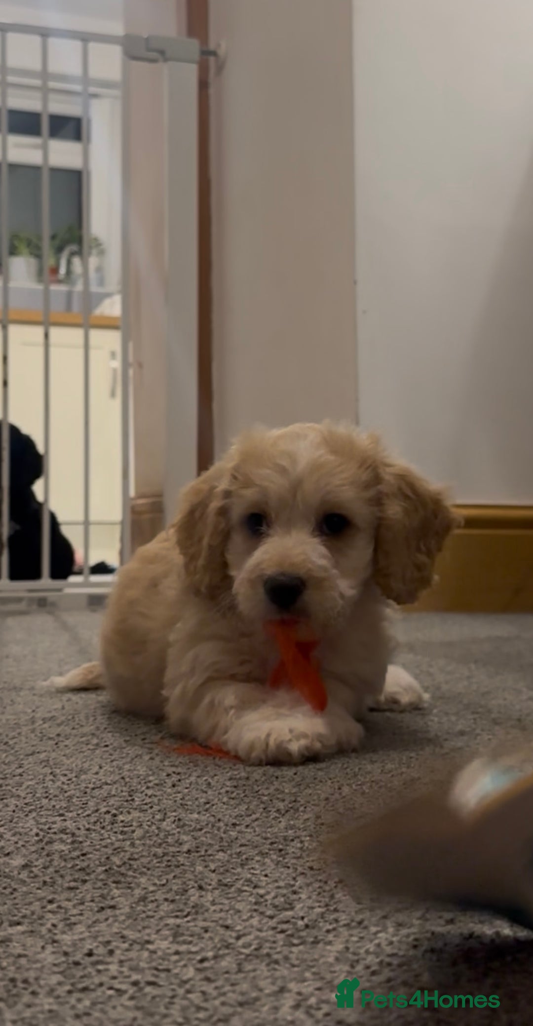 Mixed Breed dogs for sale: Blondie 🎀 - Advert 3