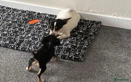 Mixed Breed dogs for sale: Two Jack Russell mixed breed puppies  - Image 4