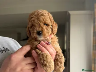 Toy Poodle dogs Toy poodles - Advert 1