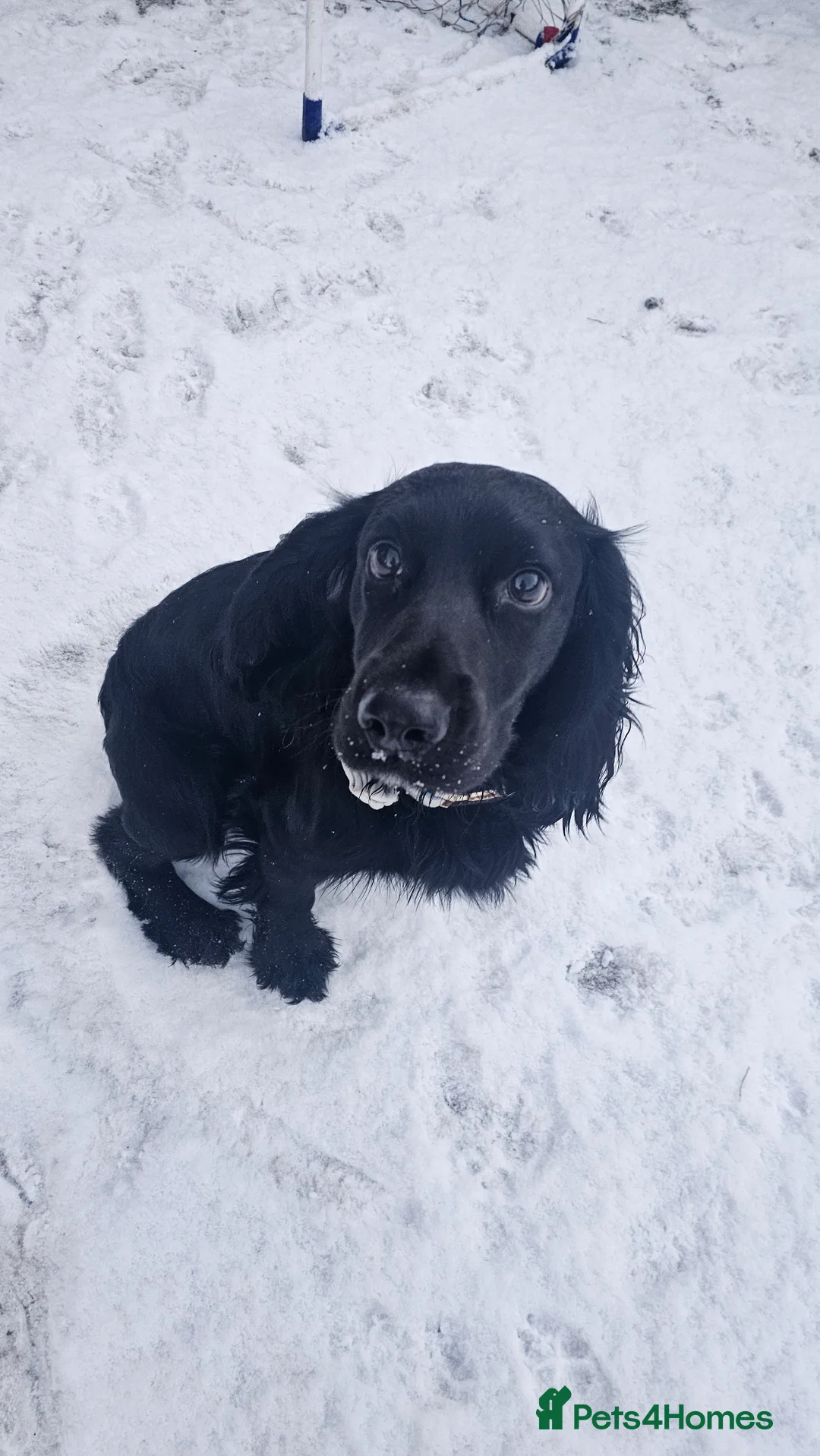 Cocker Spaniel dogs for sale: 2 cockerspaniels for rehoming together - Advert 7