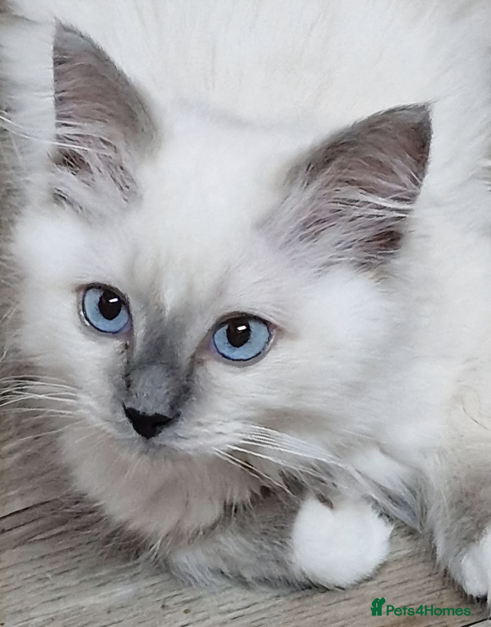 Perdoll cats Gorgeous litter gccf registered Ragdoll kittens  - Advert 1