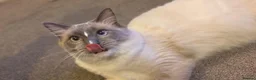 Ragdoll cats for sale: Looking for Their Forever Home Together in King's Lynn - Advert 13