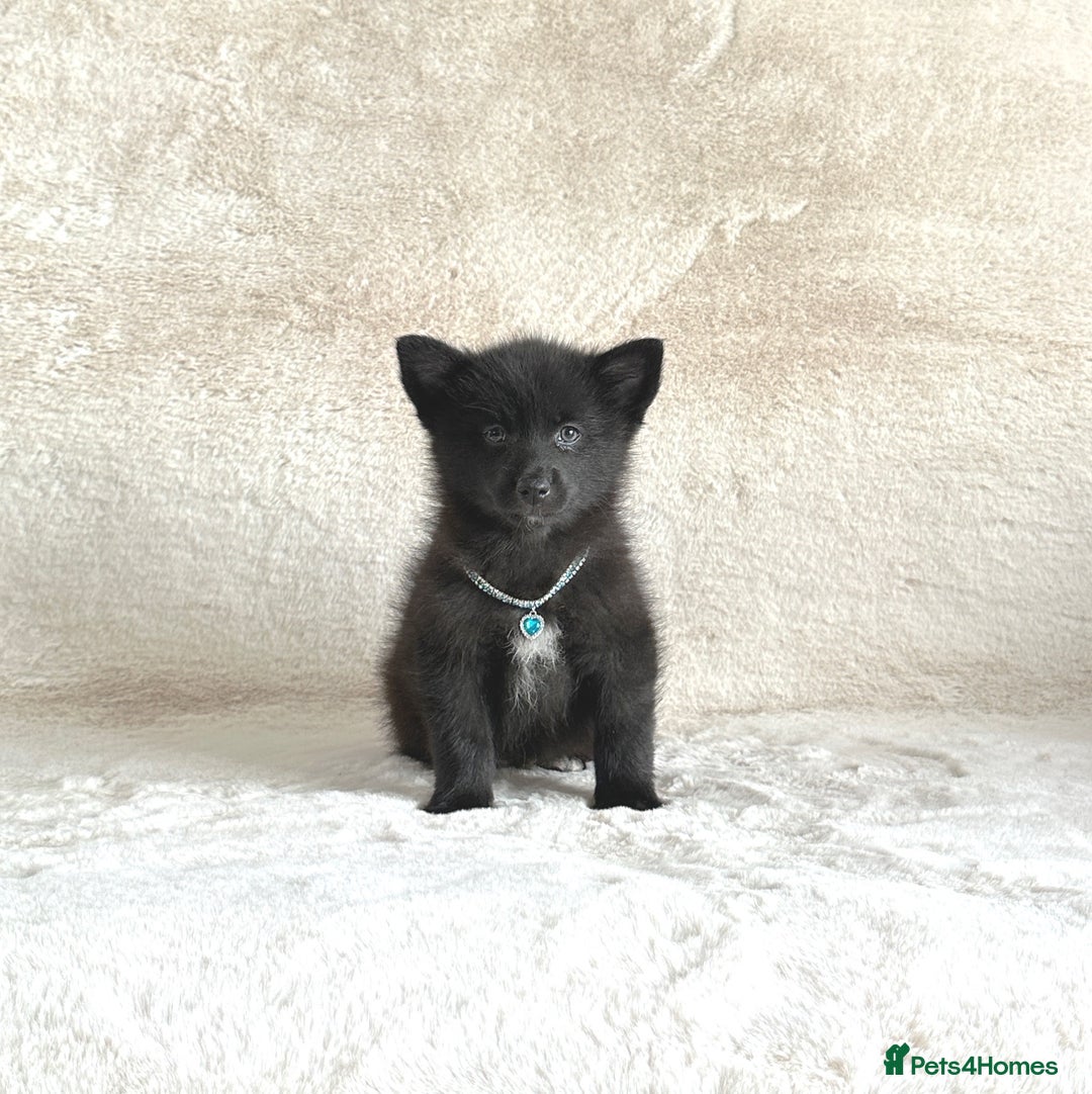 Pomsky dogs for sale: Adorable small f3 Pomsky puppies for sale  - Image 14