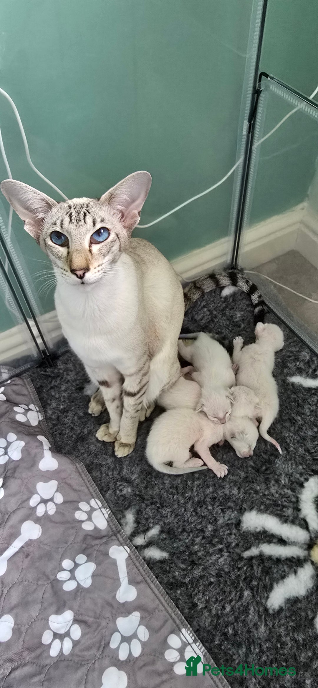 Siamese cats for sale: Seal Tabby Point Siamese - Image 6