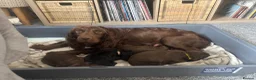 Cocker Spaniel dogs for sale: Gorgeous Cocker Spaniel puppy - Advert 2