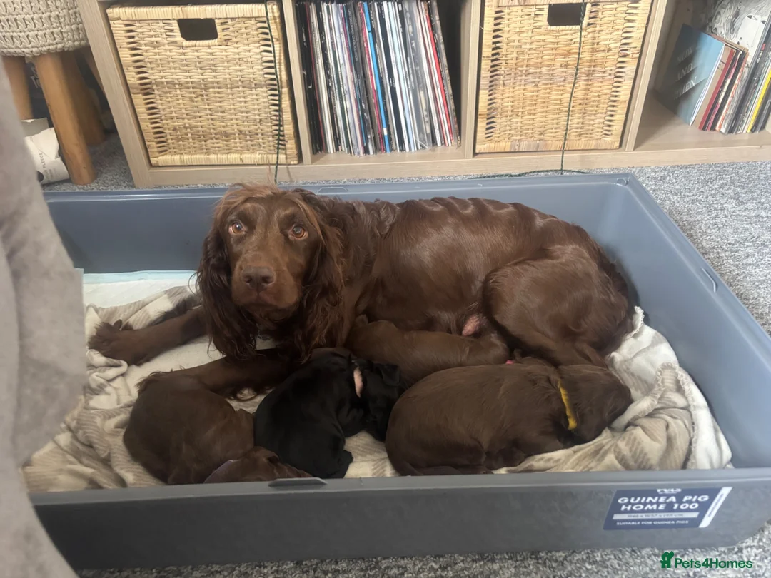Cocker Spaniel dogs for sale: Gorgeous Cocker Spaniel puppy - Advert 2