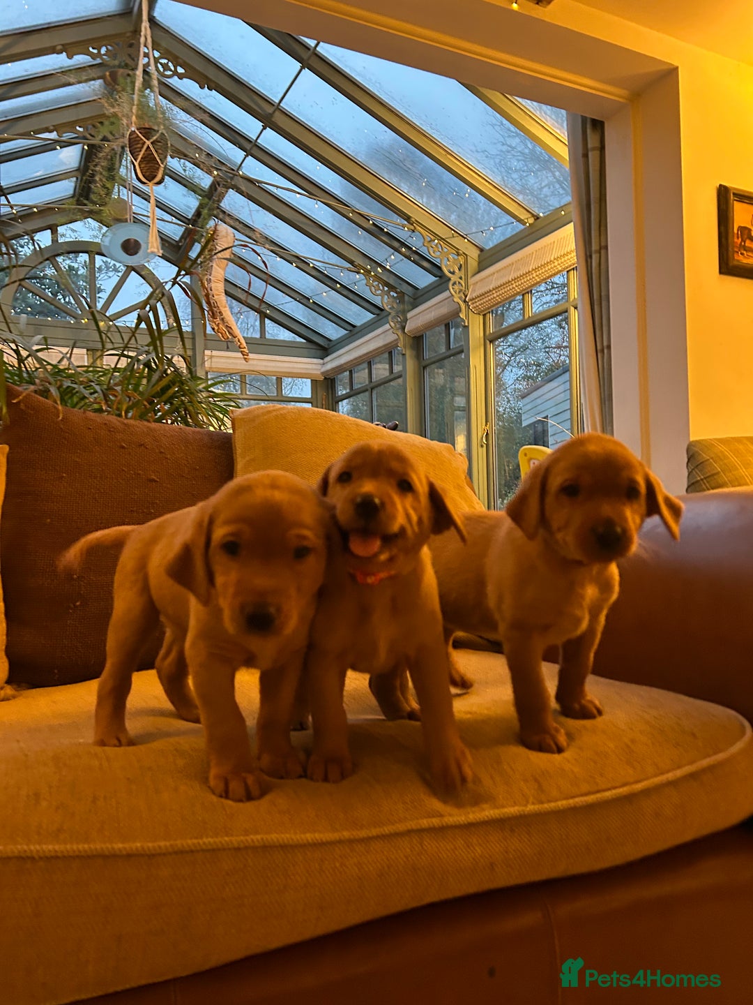 Labrador Retriever dogs for sale: Stunning KC Fox Reds  - Advert 12