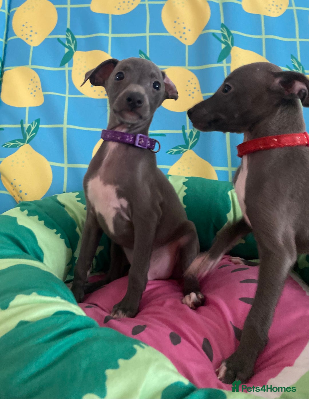 Italian Greyhound dogs for sale: Ready now 6 stunning blue boys kc reg - Image 28