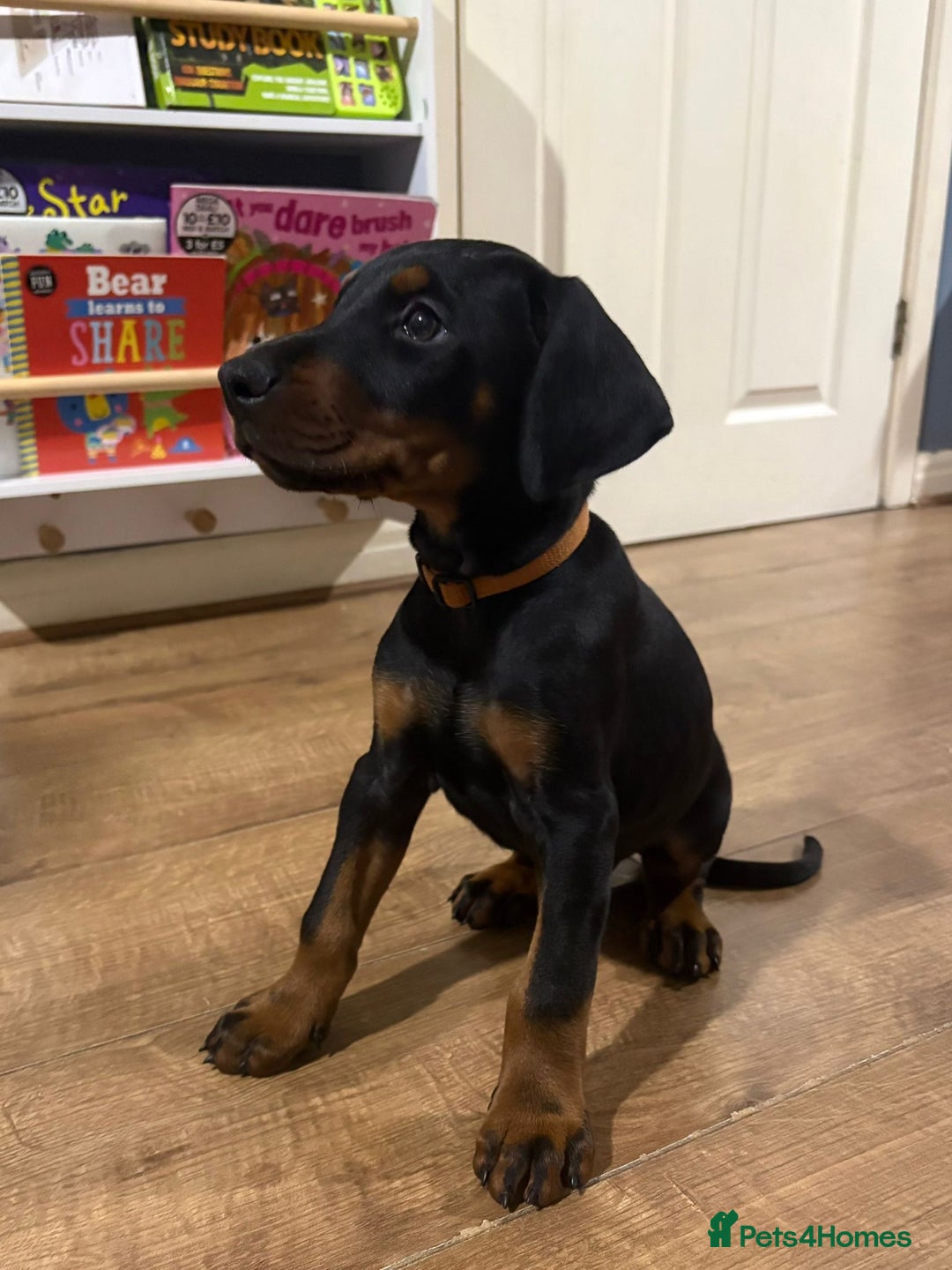 Dobermann dogs for sale: Stunning male dobermann puppy - Advert 2