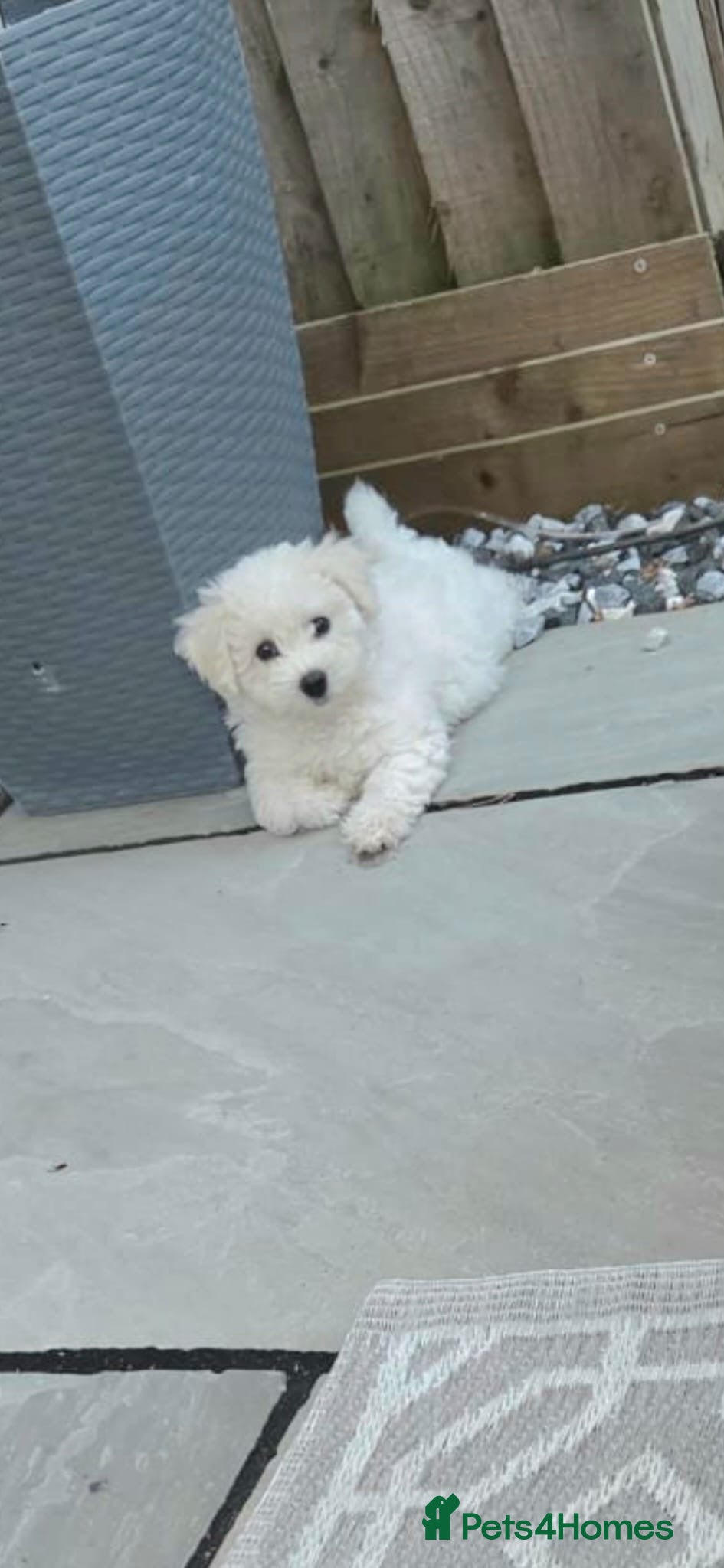 Bichon Frise dogs Bichon Frise READY TO LEAVE  - Advert 2