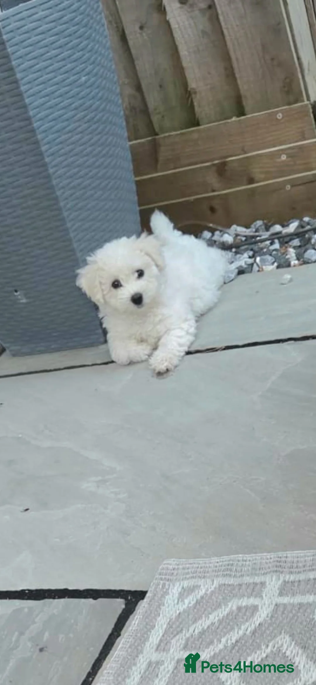Bichon Frise dogs for sale: Bichon Frise READY TO LEAVE  - Advert 2