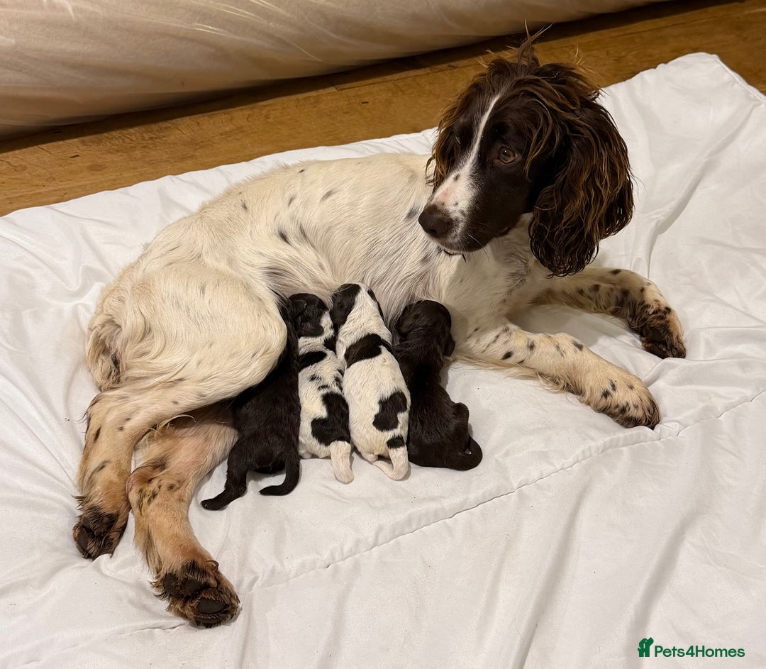 Cockapoo dogs for sale: Cockapoo F1 puppies - Advert 3