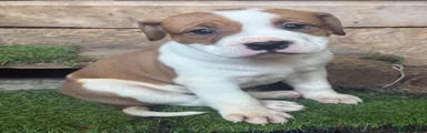 Mixed Breed Puppy 2