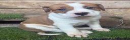 Mixed Breed dogs for sale: Sale 600 £ - Advert 3