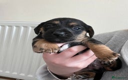 Mixed Breed dogs for sale: 7 Dachshund x jack russel puppies  - Image 9