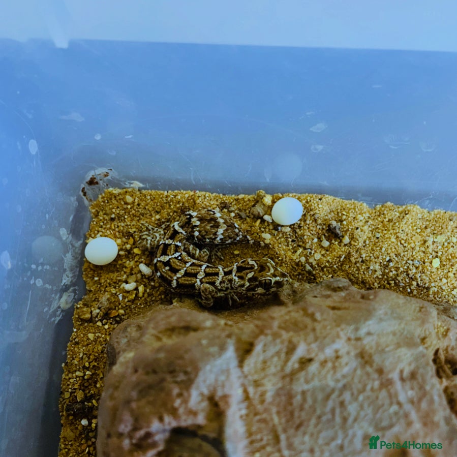 Gecko reptiles CB25 Viper Geckos for sale  - Advert 9