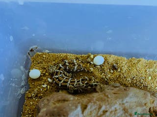 Gecko reptiles CB25 Viper Geckos for sale - Advert 9