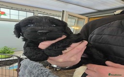 Cockapoo dogs for sale: Gorgeous F1 Cockapoo puppies  - Image 9