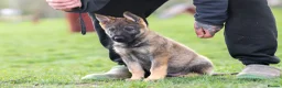 German Shepherd dogs for sale: 1st pick KC dog  - Advert 3