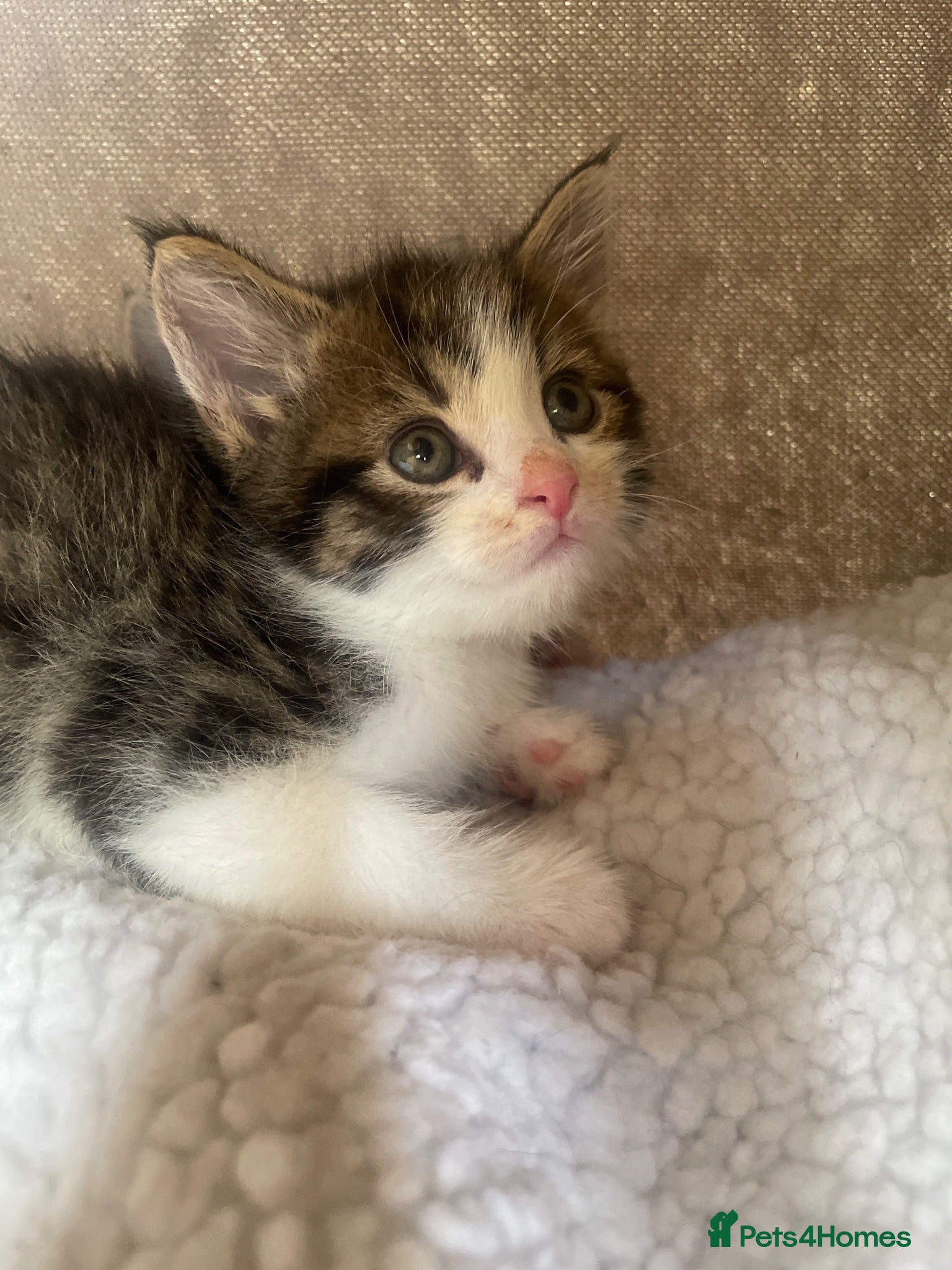 Mixed Breed cats Cute little Siberian cross kittens  - Advert 10