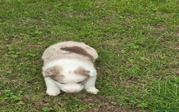 Border Collie dogs for sale: Stunning Blue Merle, Red Merle, Red/Black & White - Image 5