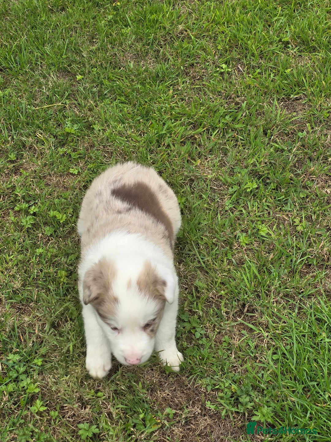 Border Collie dogs for sale: Stunning Blue Merle, Red Merle, Red/Black & White - Image 5