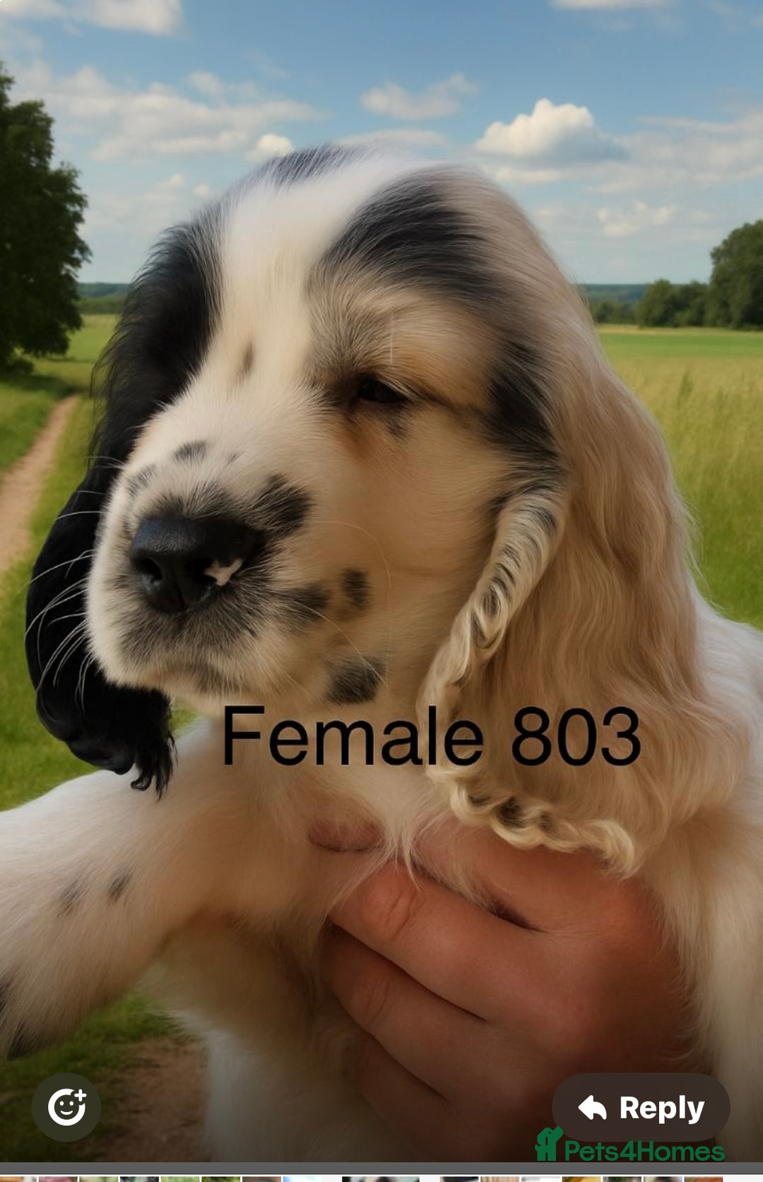 Cocker Spaniel dogs for sale: Pedigree Show Cockers in Selby - Image 1