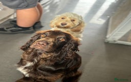 Cockapoo dogs for sale: OUTSTANDING F1B COCKAPOOS ❤️READY NOW 🏠 - Image 9