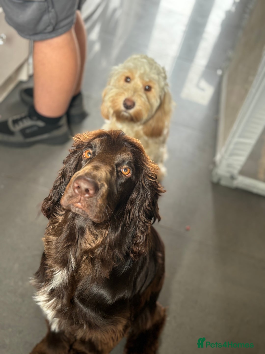 Cockapoo dogs for sale: OUTSTANDING F1B COCKAPOOS ❤️READY NOW 🏠 - Image 9