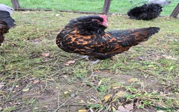 Chickens poultry for sale: Gold Spangled Thuringians POL - Image 2