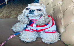 American Cocker Spaniel dogs for sale: American cocker spaniel - Image 1