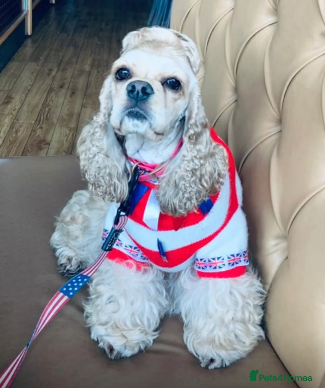 American Cocker Spaniel dogs for sale: American cocker spaniel - Advert 1