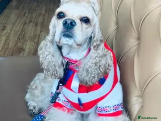 American Cocker Spaniel dogs American cocker spaniel - Advert 5