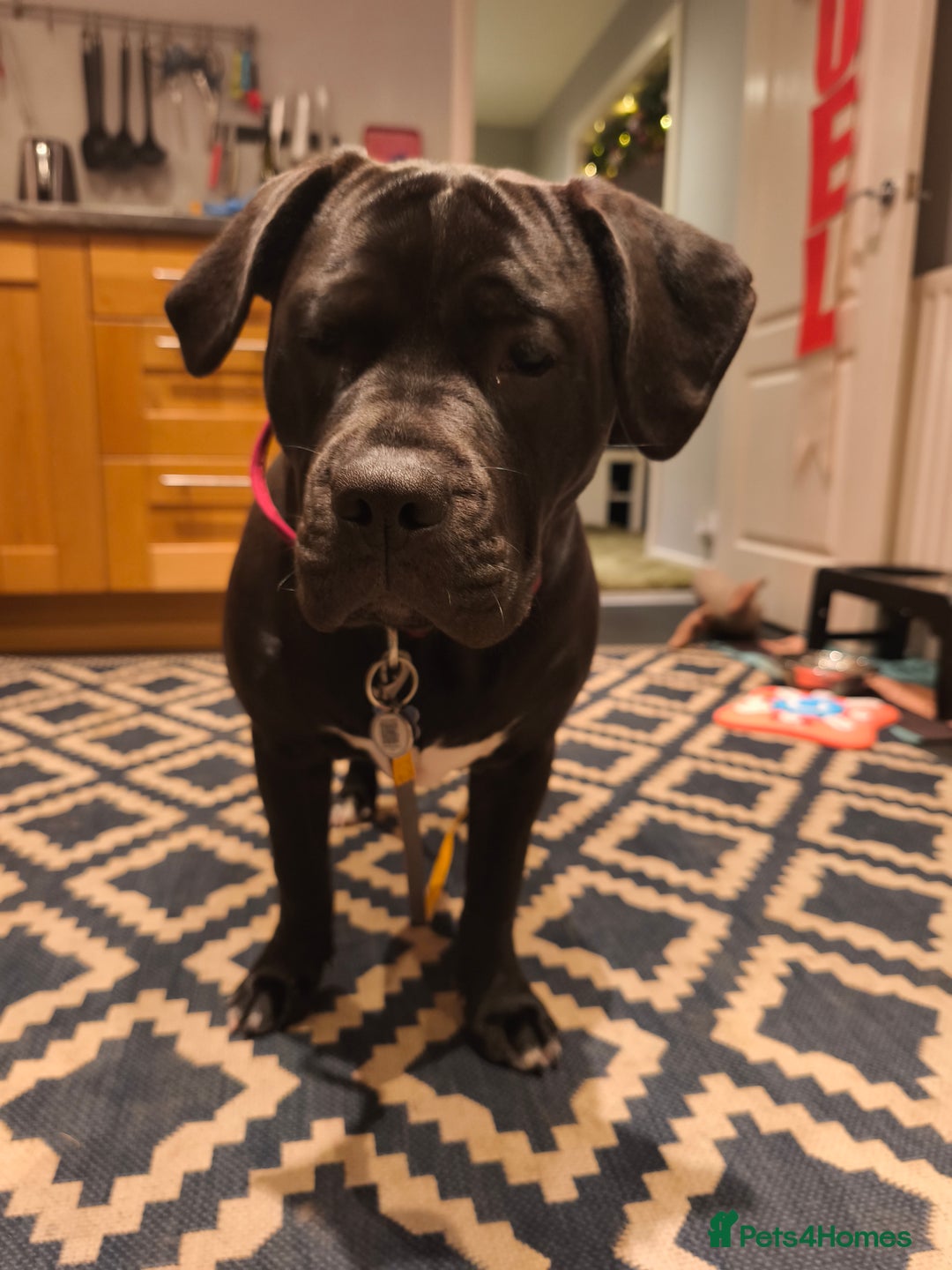 Mixed Breed dogs for sale: Big beautiful staffy cross - Advert 4