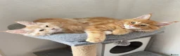 Maine Coon cats for sale: Maine Coon Kittens - Advert 6