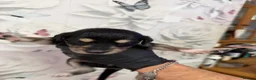 Saluki dogs for sale: DWKC registered Saluki puppies. - Advert 7
