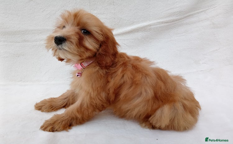 Cavapoo dogs - Advert 1