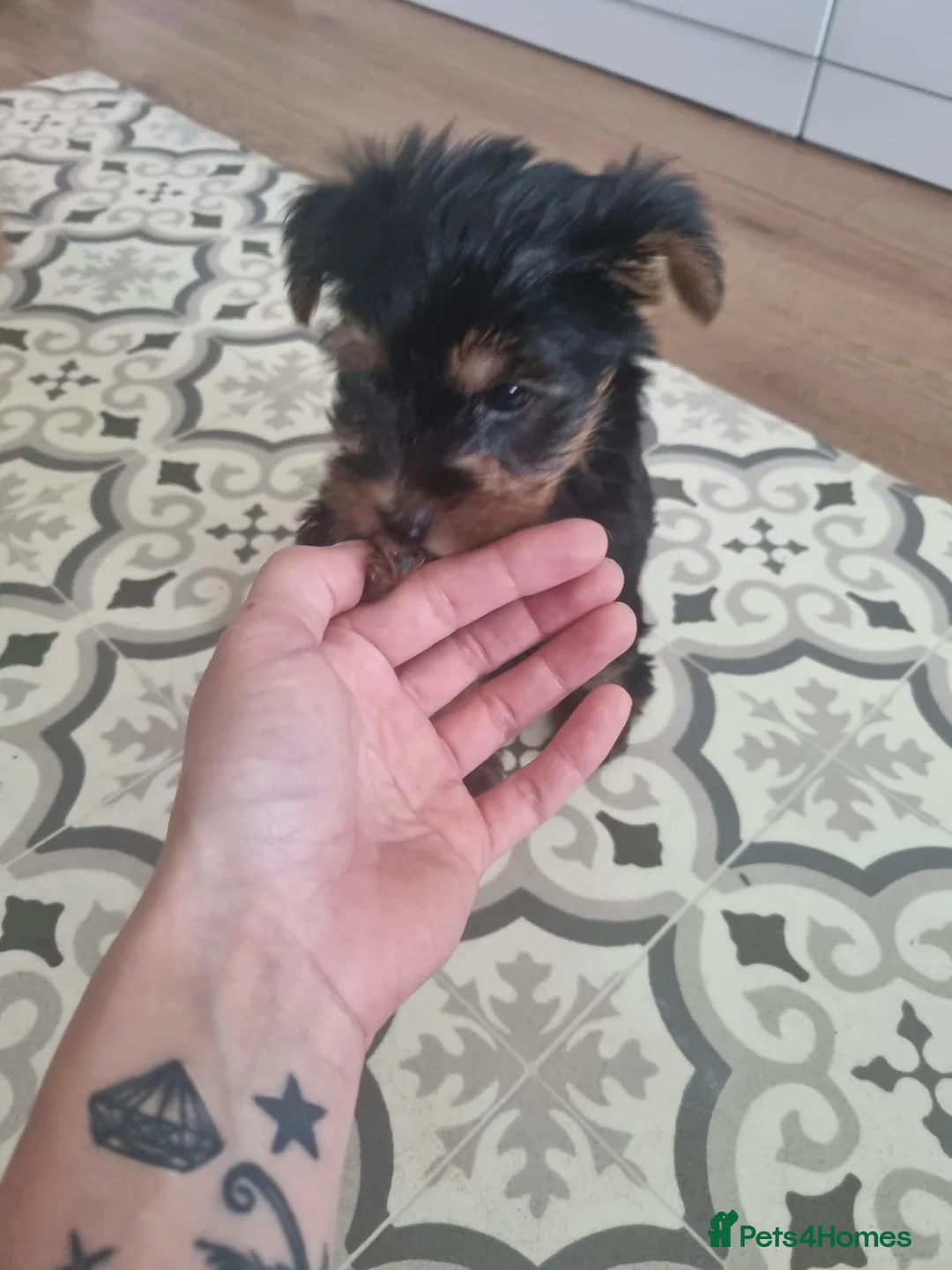 Yorkshire Terrier dogs for sale: Super cute miniature Yorkshire terriers - Advert 10