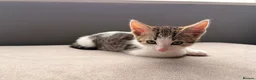 Mixed Breed cats for sale: Four beautiful kittens ready for forever home in Southampton - Advert 3