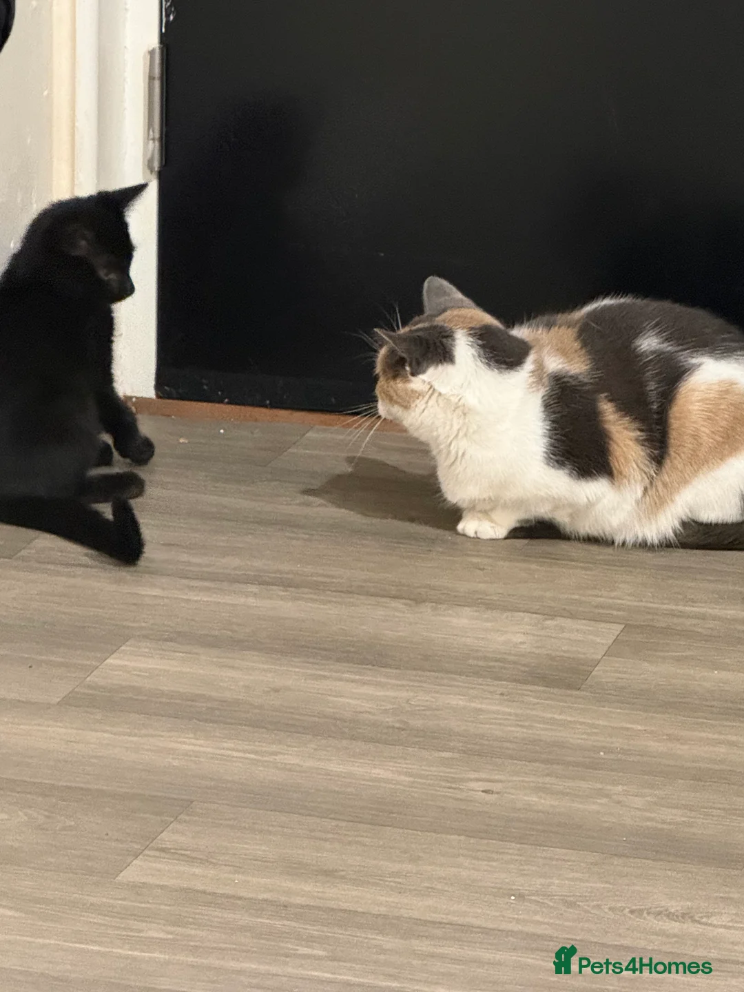 British Shorthair cats for sale: Beautiful girl in Felixstowe - Advert 2