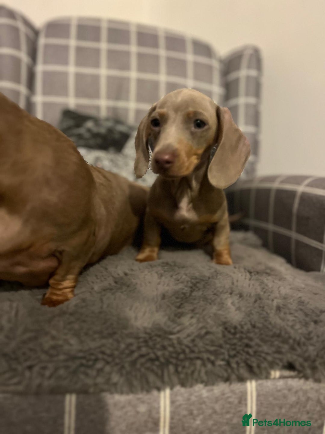 Miniature Dachshund dogs for sale: 💕Beautiful Isabella 💕Miniature Dachshund Puppies - Advert 5