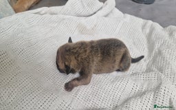 Mixed Breed dogs for sale: 8 Bully X Puppies  - Image 8